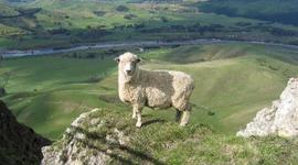 Timeline: History of New Zealand