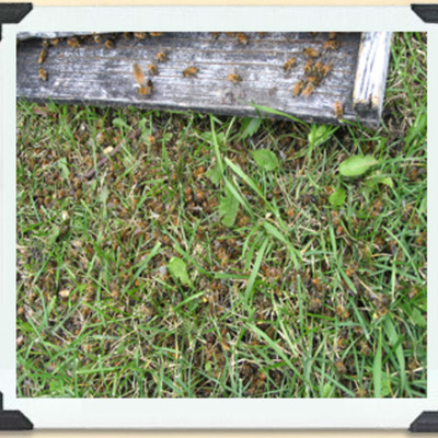 Timeline: A Worker Bee's Life