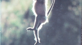 Timeline: Hullabaloo in the Guava Orchard