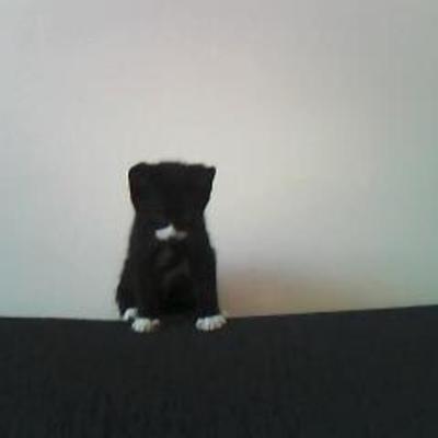 Timeline: Four days in the life of a kitten