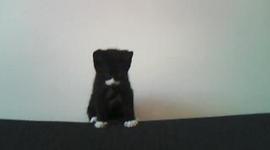 Timeline: Four days in the life of a kitten