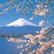 Shinto mtfuji cherryblossoms