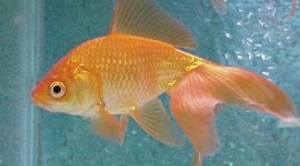 Timeline: Goldfish