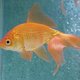 Goldfish 1