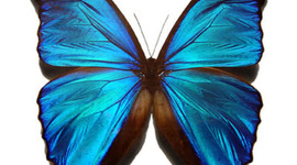 Timeline: Life cycle of a Butterfly