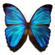 Morpho butterfly