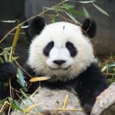 Timeline: Life Of A Panda