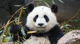 Timeline: Life Of A Panda