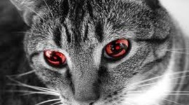 Timeline: linea del tiempo de wilmar blanco