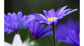 Timeline: A Blue Eyed Daisy-1985