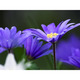 Rex abby beautiful blue daisy flower