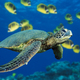 Green sea turtle
