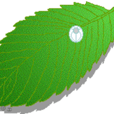 Timeline: Caterpillar egg