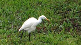 Timeline: My Life In Louisiana