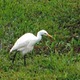 Egret tihons