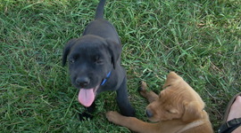 Timeline: My Summer Schedule