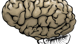 Timeline: Developmental Psychology Timeline