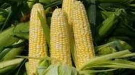 Timeline: Common Core Timeline