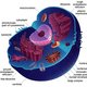 Animal cell