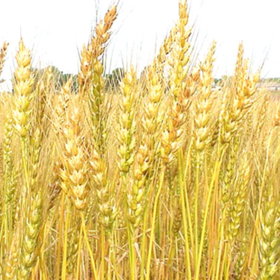 Timeline: Major Foods in BC