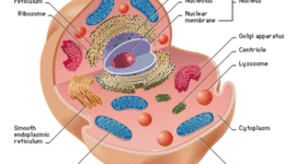 Timeline: Cell Theory History
