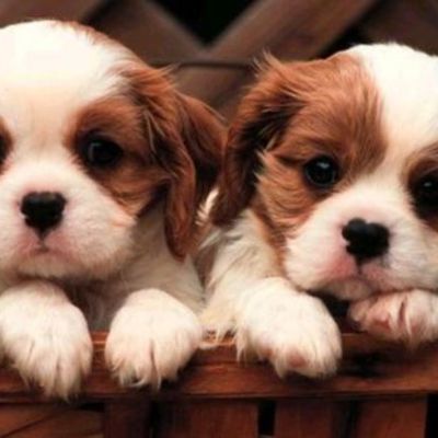 Timeline: Puppies