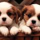 Cutest puppies7