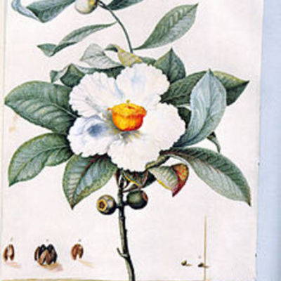 Timeline: PAPER GARDEN TIMELINE