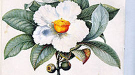 Timeline: PAPER GARDEN TIMELINE