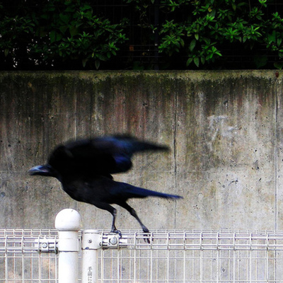 Timeline: Melbourne Celebrity Murders