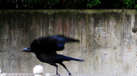 Timeline: Melbourne Celebrity Murders