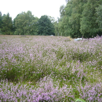 Timeline: Hopwas timeline