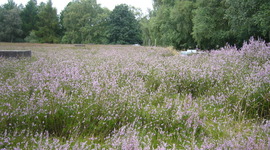 Timeline: Hopwas timeline