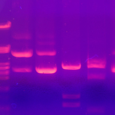 Timeline: Biotechnology Timeline: Andry Mey, Erica Gacasan