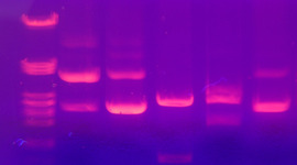 Timeline: Biotechnology Timeline: Andry Mey, Erica Gacasan