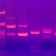 Gel electrophoresis 2