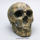 Titleskull1