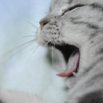 Timeline: Johnson Study