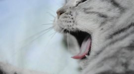 Timeline: Johnson Study