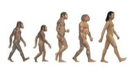 Timeline: The Evolution of Humans
