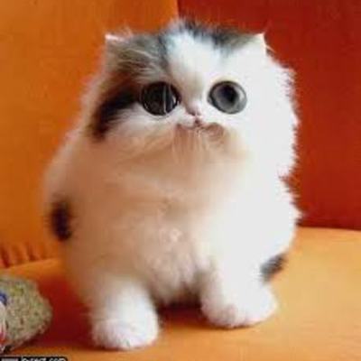 Timeline: Anna's 2011 School Year