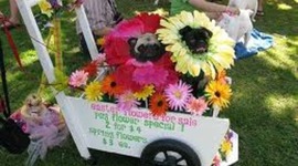 Timeline: Anna's 2011 School Year