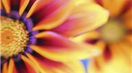 Timeline: Samantha 2011 School Year!