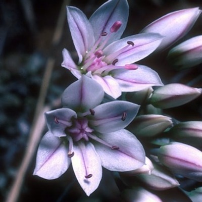 Timeline: Grace's 2011 School year