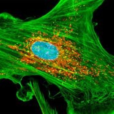 Timeline: The Cell Theory