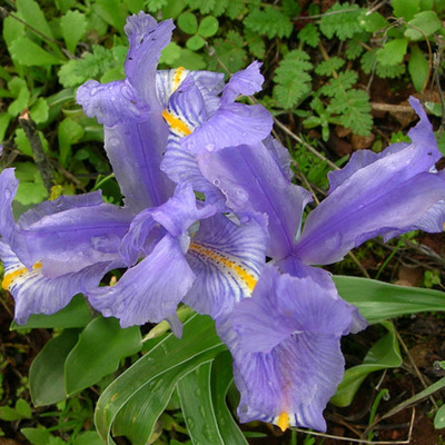 Timeline: Mi primera línea de tiempo