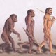 Hominids