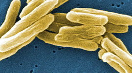 Timeline: Основные события в генетике