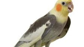 Timeline: Irene vs. Josie