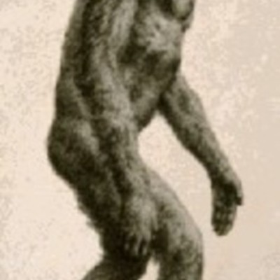 Timeline: EARLY HUMANS